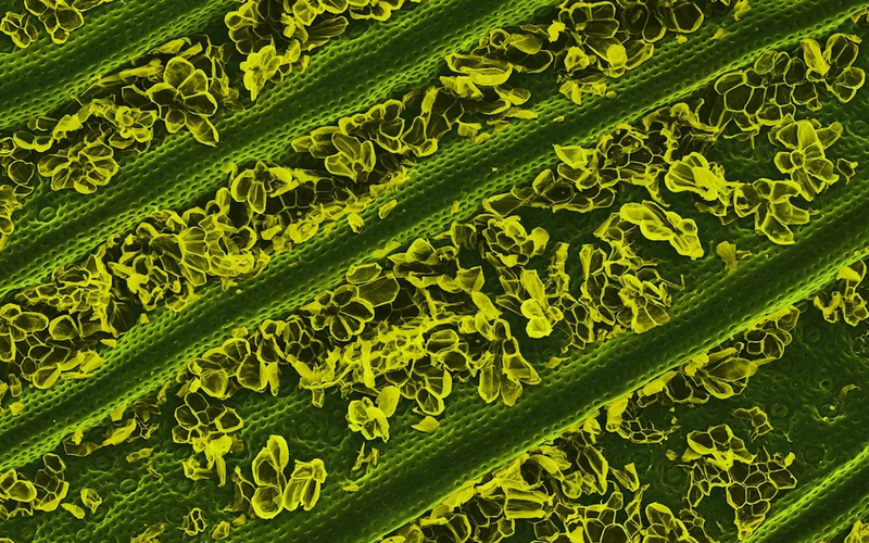 Illustration for article titled El mundo visto bajo el microscopio parece ciencia-ficción
